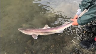 Spiny Dogfish Catch Clean and COOK [upl. by Antonietta]