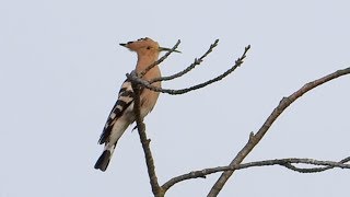 Eurasian hoopoe Wiedehopf [upl. by Lam]