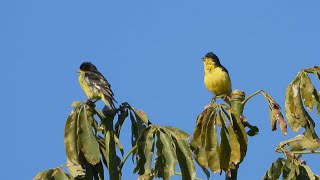 Lesser Goldfinch Singing [upl. by Enaitsirhc635]