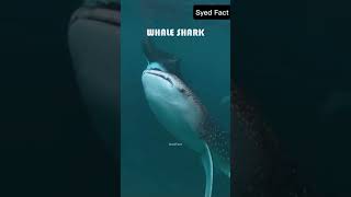 Whale SHARK 🦈 Syed Fact [upl. by Knut]