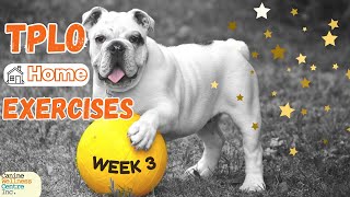 Exercises post TPLO to help your dog recover fasterweek3 [upl. by Emorej]