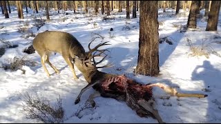 Man Rescues Big Mule Deer Buck Locked to the Antlers of a Dead 5X5 [upl. by Ardied]