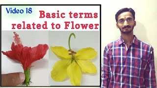 BASIC TERMS RELATED TO FLOWER  Basic terminologies  Morphology of Flowering Plants  Hin amp Eng [upl. by Chadd]