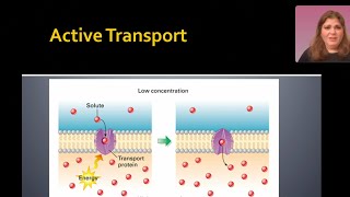 Membrane Transport [upl. by Samuel407]