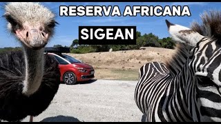 De safari por la RESERVA AFRICANA DE SIGEAN 🦓🦁 [upl. by Tisbee]