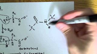 Peptide bond formation and relation to 3D structure [upl. by Dduj]