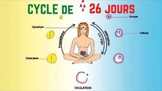 Calcul Du Cycle Menstruel De 26 Jours [upl. by Oiratno]