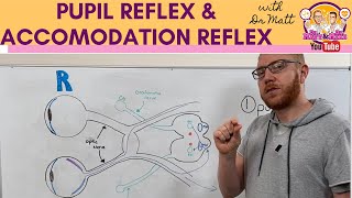 Pupillary light reflex and Accommodation reflex [upl. by Thorsten]