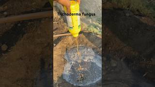 How to use trichoderma how to prepare viralvideo or kaise tyiyaar kre trichoderma fishing [upl. by Southworth]