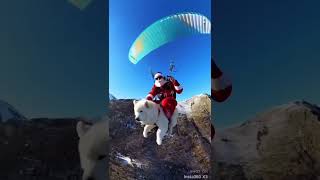 Dog skydiving with its owner samoyedlove skydiving extremesports animals [upl. by Reppep]