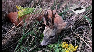 ROEBUCK HUNTING IN JULY 2024  8 YEARS OLD ROEBUCK [upl. by Mehta146]