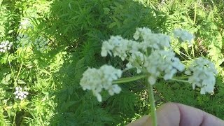 Cow Parsley and Cow Parsnip [upl. by Ahso609]