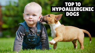 Top 10 Cutest Hypoallergenic Dogs Breeds For Families  hypoallergenic dog  allergy free dogs [upl. by Droffig215]