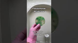 pseudomonas aeruginosa Bacteriologia Microbiologia 🧫🧫 [upl. by Helaine]