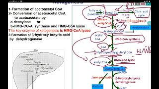 ketogenesis and ketogenolysis [upl. by Nomal]