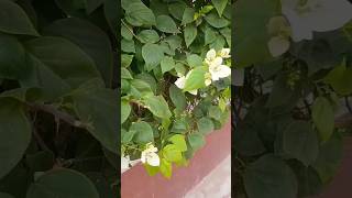 Bougainvellia glabra flowers youtube shortvideos trendingshortsonyoutube [upl. by Hanad]