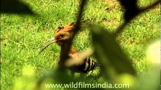 Hoopoe  The national bird of Israel [upl. by Lumbard]