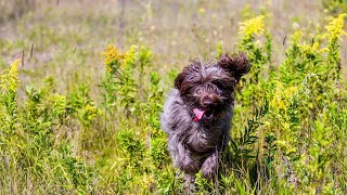 How Loyal is a Wirehaired Pointing Griffon [upl. by Lehctim]