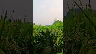 like comment share subscribe boalmari thanksforwatching 🥰👨‍🌾👩‍🌾🧑‍🌾 [upl. by Carper]