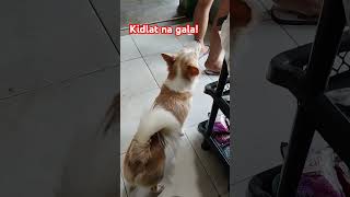 Kidlat na gala minivlog lynbrebs kidlat furbaby shortsviral vlog shortvideos [upl. by Snyder]