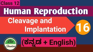 Class 12  Human Reproduction  16  Gastrulation and Gestation [upl. by Iana]