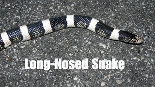 LongNosed Snake [upl. by Paske]