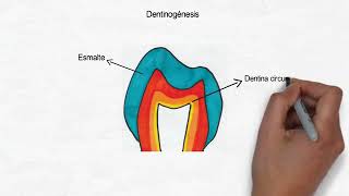 Amelogenesis y Dentinogenesis [upl. by Enram865]