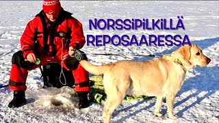 Norssipilkillä Reposaaressa [upl. by Peper]