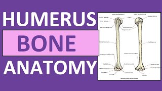 Humerus Bone Anatomy and Physiology Lecture [upl. by Ayomat]