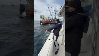 Tossing a dead dogfish shark next to a dragger and hooking a GIANT bluefin tuna fishing nature [upl. by Nahsad]