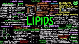 Lipids  Macromolecules 04  Biochemistry  PP Notes  Lehninger 6E Ch 10 [upl. by Ditmore991]