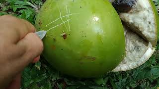 Eating fresh calabash  miracle fruit Crescentia cujete [upl. by Nnednarb]