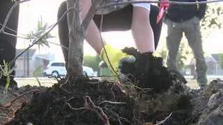 Northside ISD Elementary School students staff plant 140 trees [upl. by Gillie]