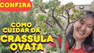 COMO FAZER BONSAI DE CRASSULA OVATA [upl. by Bertram]