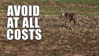 Beginner Coyote Hunting Mistakes  Part One [upl. by Nnylirak]