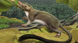 Researchers Reconstruct the Common Ancestor of Placental Mammals [upl. by Ardnic]