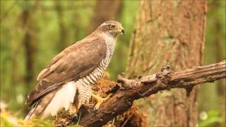 Goshawk screeming [upl. by Inami]