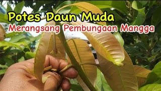 Cara Membuahkan Pohon Mangga dengan Teknik Potes Daun Muda [upl. by Naujtna]