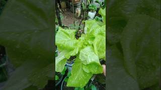 Wow Segarnya Selada Butterhead Setelah Diguyur Hujan trending garden farming gardeningplants [upl. by Ddart]