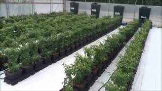 PB Test 1000 Chilli Auto Pot System [upl. by Segalman]