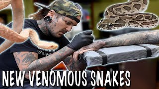 NEW VENOMOUS SNAKES and HAND TATTOO [upl. by Airebma63]