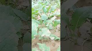 Winter vegetables update vegetablegardeningwintervegetablewinterspecialshortgardendesiplanting [upl. by Euqcaj]