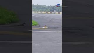 Cobra Vs Mongoose at Patna Airport [upl. by Noside805]