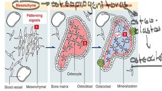 DESARROLLO EMBRIONARIO DEL MESÉNQUIMA [upl. by Jamaal]