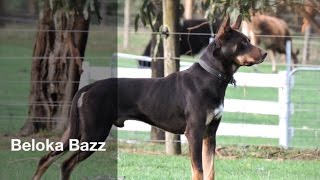 Beloka Bazz  Casterton 2016 [upl. by Nerraw]