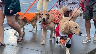 Golden Retriever Parade  Dewey’s Golden Jubilee September 2024 [upl. by Enoved]