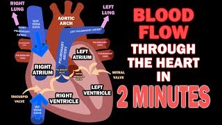 Blood Flow through the Heart in 2 MINUTES [upl. by Aroc]