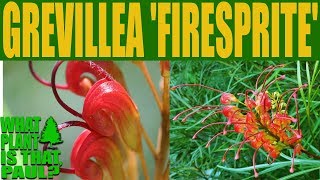 Grevillea Firesprite  A hardy and fast growing tall with bright red flowers [upl. by Lee311]