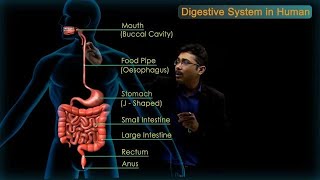 Digestive System in Human  CBSE Class 10 Science Chap  6 Biology  Life Processes  Toppr Study [upl. by Etty553]