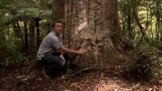 Kauri Dieback symptomology [upl. by Ken]